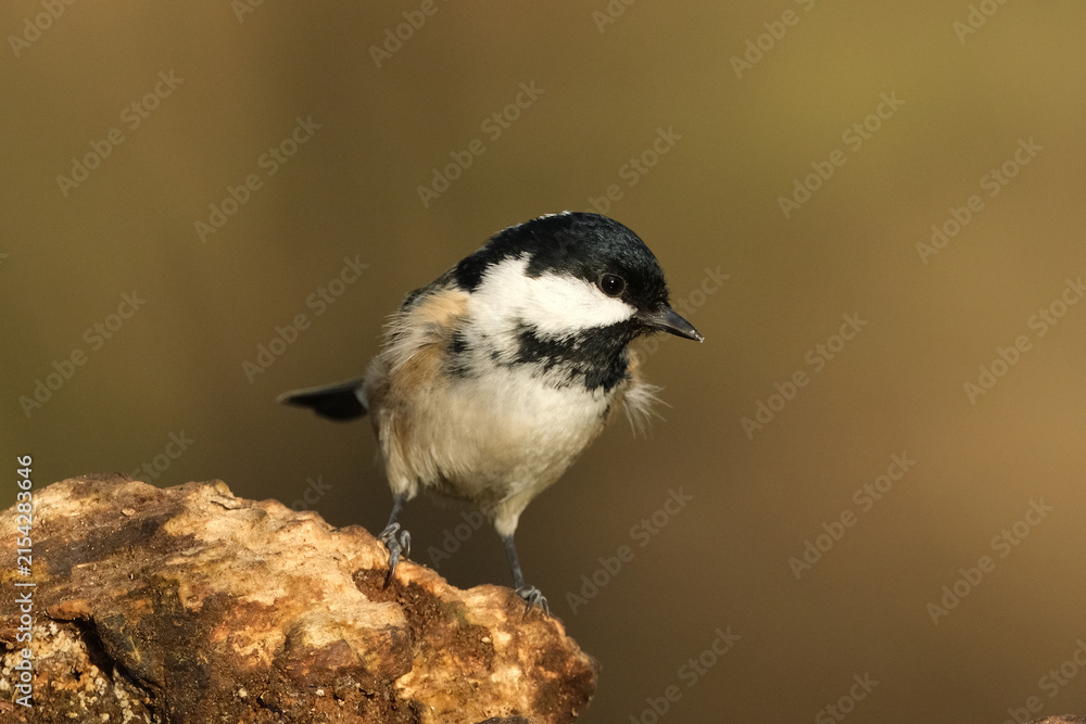 Fototapeta premium Coal tit bird (Periparus ater) perched on a textured rock in natural habitat, small songbird close-up portrait in soft sunlight