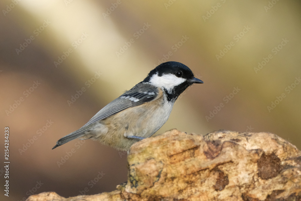 Naklejka premium Coal Tit (Periparus ater) Perched on a Log with a Soft Blurred Background in Nature