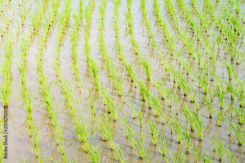 Young Rice Plants in a Flooded Paddy Field with Bamboo Grove and Rural Houses in Early Summer