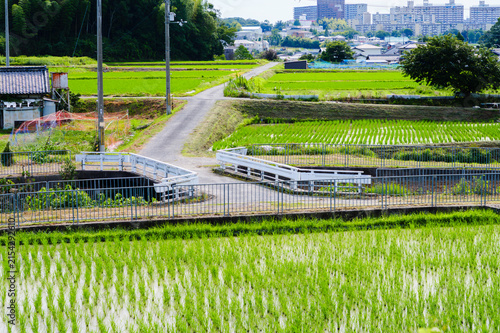 Suburban Japanese Rice Field Landscape with a Farm Road and Small Bridge