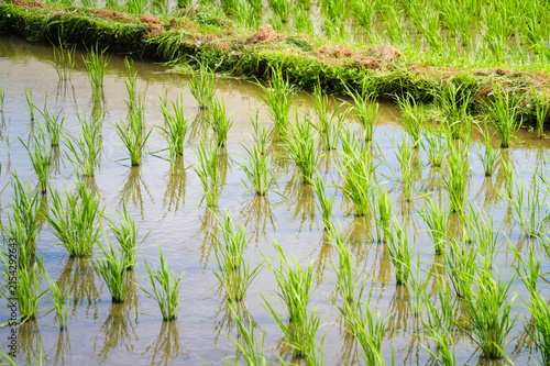 Young Rice Plants in a Flooded Paddy Field with Bamboo Grove and Rural Houses in Early Summer