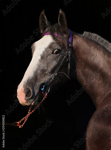 Amazing saddle horse head on a black background
