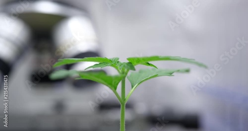 A lively plant grows steadily within a sleek greenhouse setting. Its vivid leaves stretch upward, capturing the essence of nature's beauty, illuminated by artificial light.