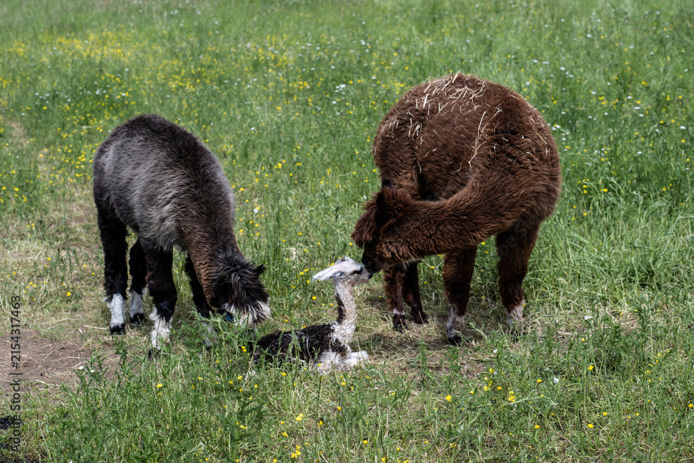 Obraz premium alpaka tier natur lama familie