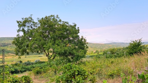 Quadro su tela A large, lush green walnut tree standing alone in a scenic rural countryside landscape with rolling hills and clear blue skies in Iasi, Romania