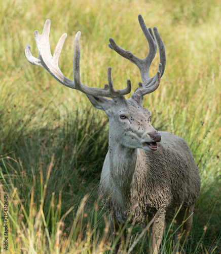 Plakat deer in the woods