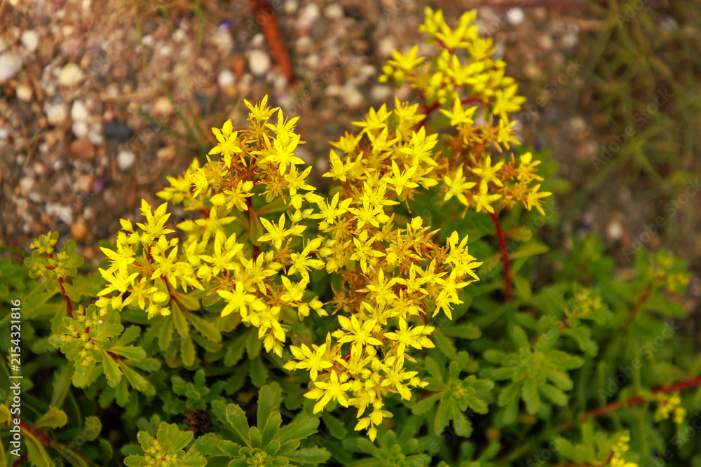 Obraz premium Fetthenne (Sedum floriferum 'Weihenstephaner Gold')