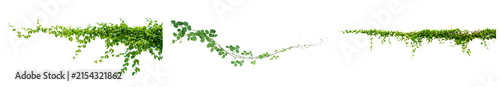 Fotografía lush green climbing vines and foliage, captured as isolated elements on a pure transparent background, perfect for natural overlays and design projects