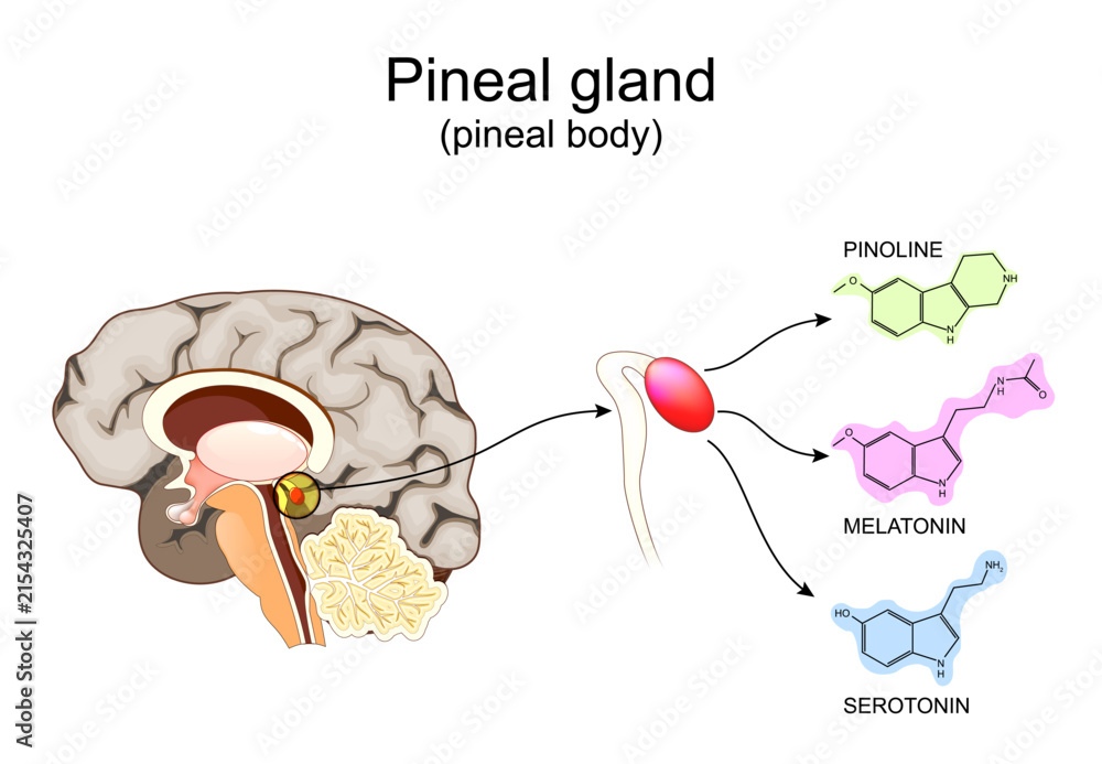 Foto Pineal gland anatomy