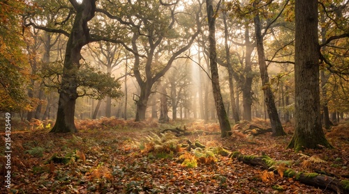 Golden Autumn Sunlight Through Forest Trees