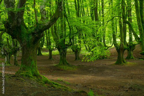 Mossy Beech Forest and Stream in Otxarreta, Basque Country, Spain