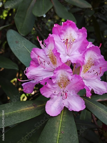 Konstfotografi Close up of a pink and white rhododendron flower with speckled petals