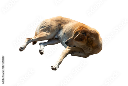 Brown domestic dog lying down resting comfortably on the side.