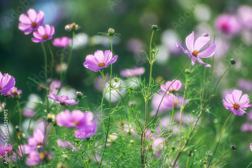 Pink cosmos flowers blooming in a soft green meadow background.