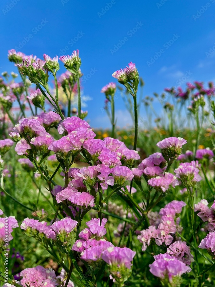Obraz premium flowers in the garden