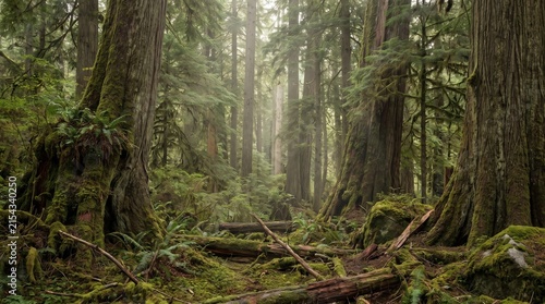 Ancient Old Growth Forest With Towering Trees