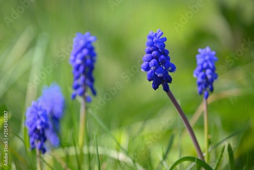 Beautiful spring blue flower grape hyacinth with sun and green grass. Macro shot of the garden with a natural blurred background.(Muscari armeniacum)