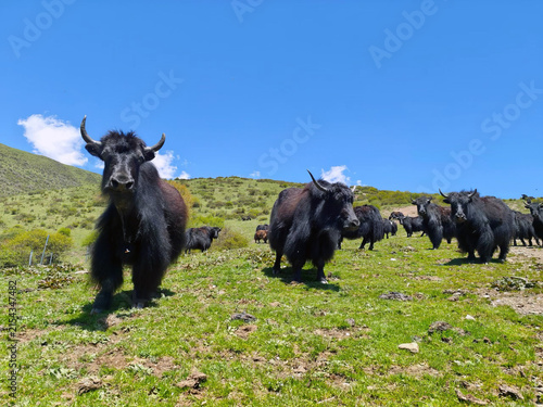 View of a herd of black yaks grazing on the lush green slopes of the Tibetan Plateau in Haixi Mongol and Tibetan Autonomous Prefecture, Sichuan, China.