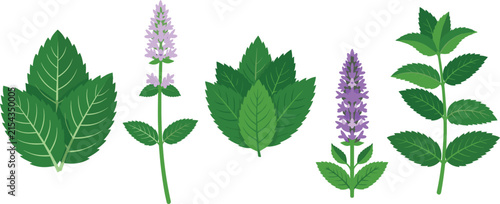Fresh Mint and Peppermint Herb Vector Collection with Green Leaves Blooming Purple Flowers and Organic Botanical Sprigs for Culinary Tea Packaging Designs