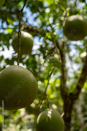 Fresh pomelo fruits growing on trees in a pomelo orchard in Chiang Rai, Thailand, tropical agricultural landscape