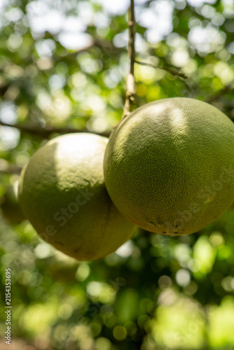 Fresh pomelo fruits growing on trees in a pomelo orchard in Chiang Rai, Thailand, tropical agricultural landscape