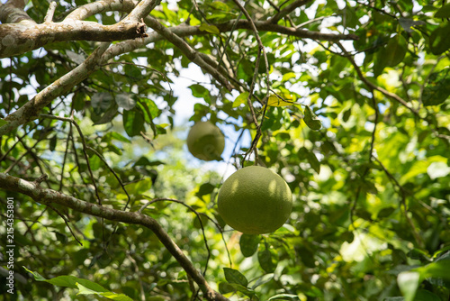 Fresh pomelo fruits growing on trees in a pomelo orchard in Chiang Rai, Thailand, tropical agricultural landscape