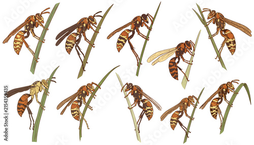 Wasp perching on green grass blades in a nature close-up illustration