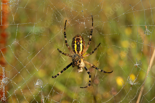 Wasp spider in its web with a prey, wrapped in silk, dew drops and seed of Dandelion like plants in the web