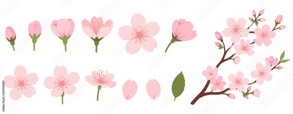 Naklejka premium Watercolor sakura cherry blossom branch on white background, pink blooming flower buds, Japanese spring floral design and botanical vector illustration