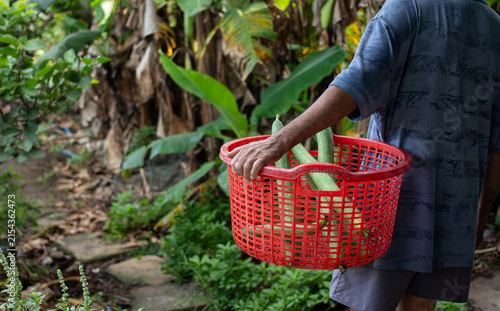 Fotografie Farm worker carrying a red plastic basket filled with freshly harvested luffa go