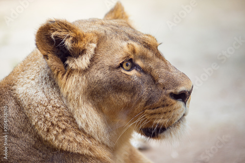 Inquiring look from a resting lioness - France