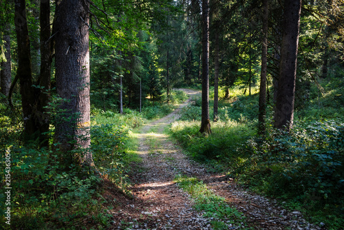 Forest path in the Jura massif near Les Fourgs - France