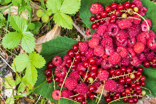 Harvest of wild raspberries and blueberries in the Jura massif forest - France