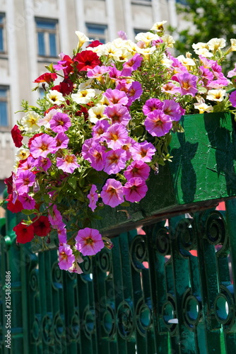 Petunia pink and white flowers in a pot on a bridge railing in Bucharest in summer