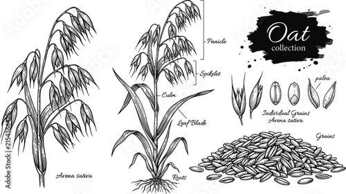 Принти на полотні Oat botanical diagram vector illustration set with whole plant panicle spikelet