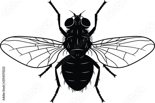 Photography Housefly insect top view detailed translucent wings vector illustration for sani