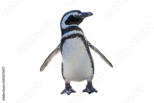 立っている白黒のペンギン