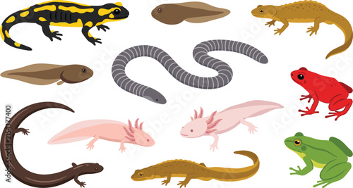 Amphibian and Reptile Vector Set with Fire Salamander Axolotl Poison Dart Frog Newt Tadpole Caecilian and Siren Species for Biology Education and Wildlife Designs