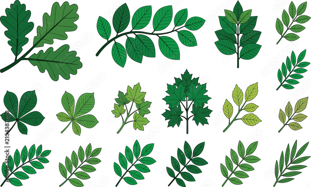 Naklejka premium Green Leaf Collection Vector Set, Botanical Tree Leaves and Foliage Elements Isolated on White