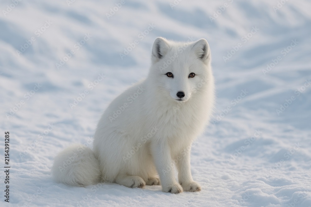Obraz premium Arctic fox sitting on snow
