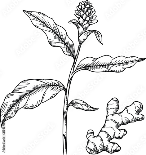 Hand Drawn Ginger Plant, Botanical Engraving Illustration with Root Medicinal Herb 