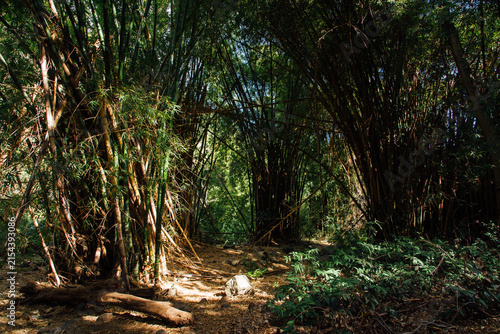 Paysage d'une forêt humide. Balade dans les bois tropicaux de l'île de La Réunion. Vacances sous les Tropiques