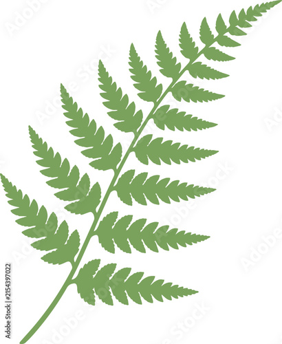 Illustration of a fern leaf.