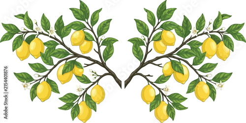 Two symmetric lemon tree branches with fresh yellow lemons green leaves and white flowers in a botanical hand drawn style illustration