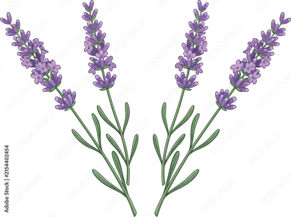 Obraz premium Beautiful hand drawn purple lavender flowers illustration for floral design elements