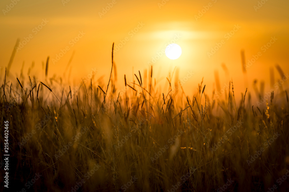 Naklejka premium Warm glow of long grass and wheat stems at sundown 