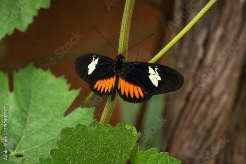 Zebra Longwing butterfly perched on stem of plant
