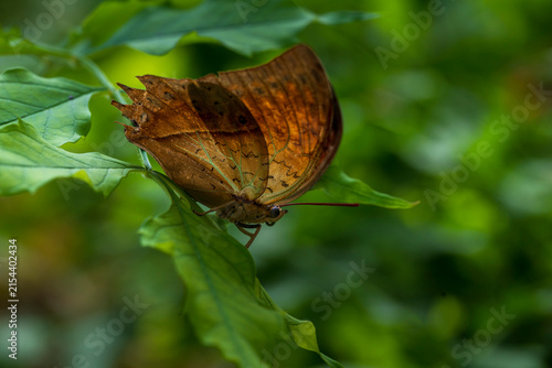 Pearl Charaxes butterfly spreading its wings on foliage
