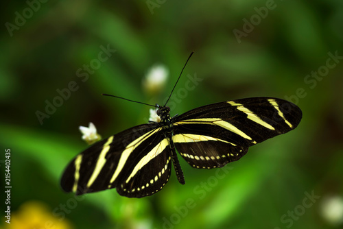 Zebra Longwing butterfly perched on stem of plant
