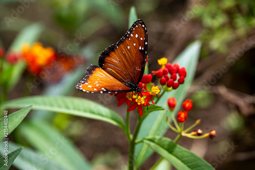 Queen butterfly pollinating red and yellow flowers
